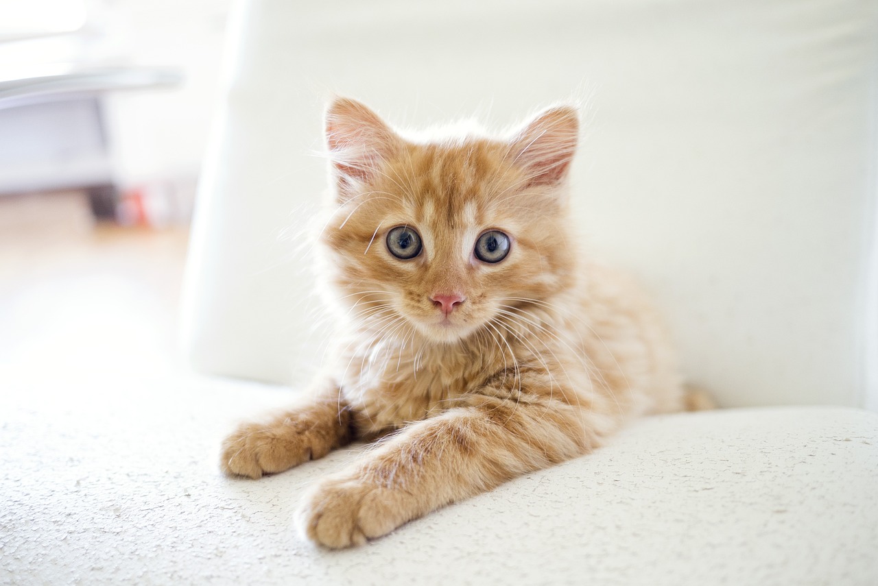 Understanding the Different Types of Cat Breeds